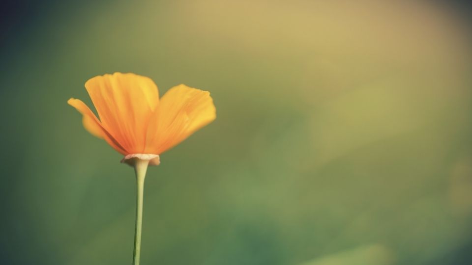 Orange Flower