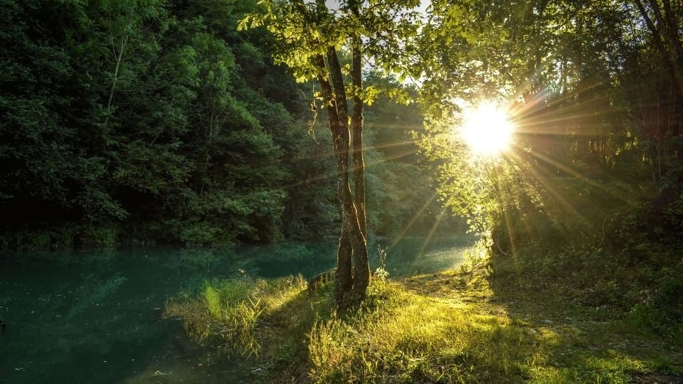 Sunlight in Forest